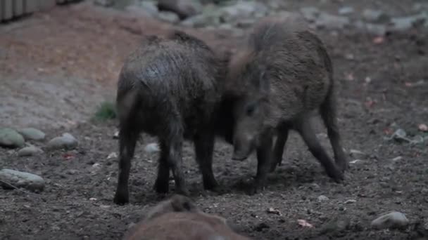 Wild Pigs Game Reserve Allemagne — Video