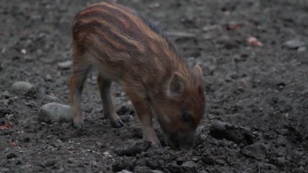 Wildschweine Einem Wildpark Deutschland — Stockvideo