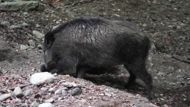 Porcos Selvagens Uma Reserva Caça Alemanha — Vídeo de Stock