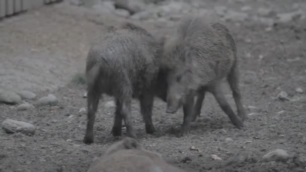 德国野生动物保护区中的野猪 — 图库视频影像