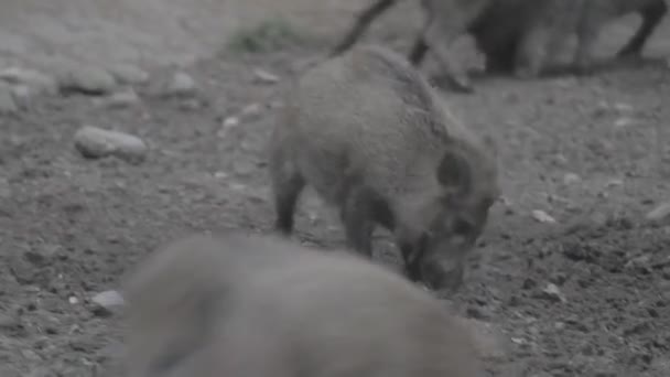 Dzikie Świnie Rezerwacie Gier Niemcy — Wideo stockowe