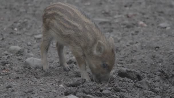 Cerdos Salvajes Una Reserva Caza Alemania — Vídeos de Stock