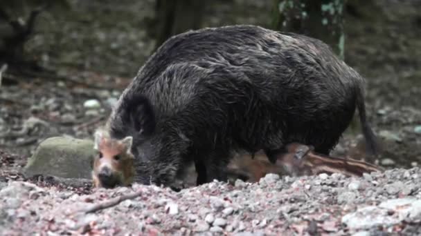 德国野生动物保护区中的野猪 — 图库视频影像