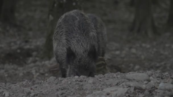 Cerdos Salvajes Una Reserva Caza Alemania — Vídeos de Stock