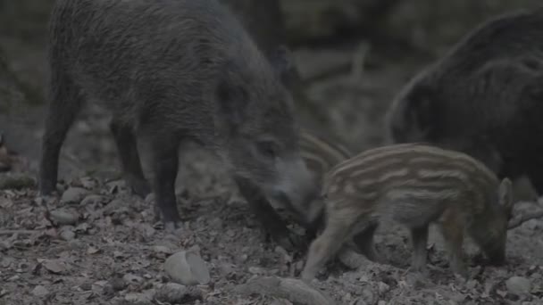 ドイツのゲームリザーブで野生の豚 — ストック動画