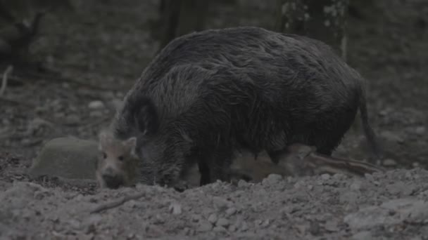 Wild Pigs Game Reserve Γερμανία — Αρχείο Βίντεο