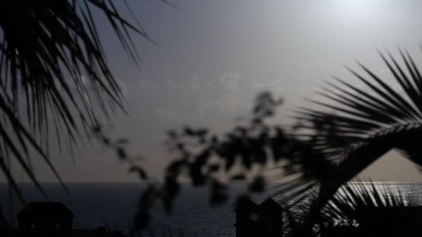 Утреннее Солнце Пальмовыми Деревьями Впереди — стоковое видео