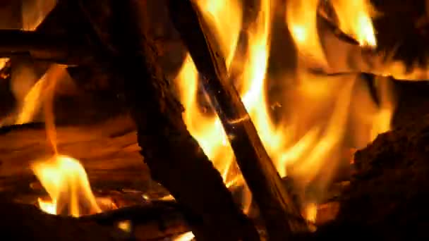 Beautiful Burning Campfire Close View — Video Stock