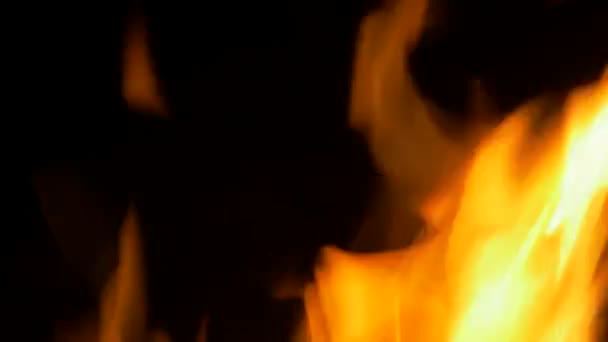Beautiful Burning Campfire Close View — Stock video