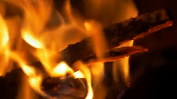 Beautiful Burning Campfire Close View — стоковое видео