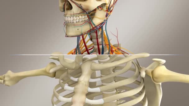 Anatomia Masculina Humana Sistema Esqueleto Masculino Com Nervos Veias Artérias — Vídeo de Stock