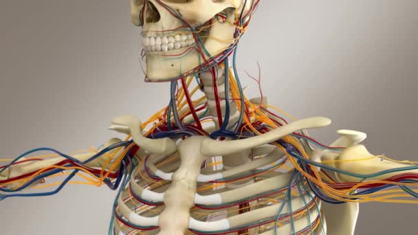 Anatomia Masculina Humana Sistema Esqueleto Masculino Com Nervos Veias Artérias — Vídeo de Stock