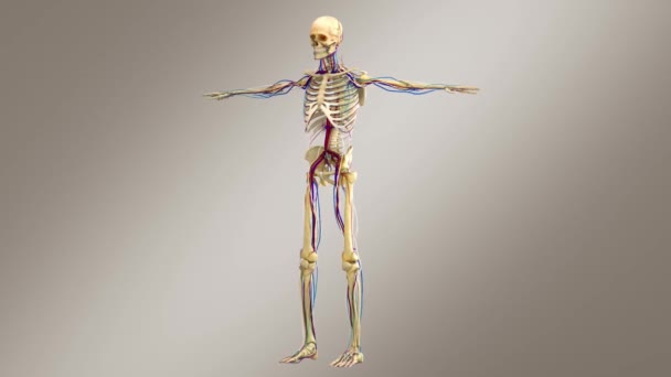 Anatomía Masculina Humana Sistema Esquelético Masculino Con Nervios Venas Arterias — Vídeo de stock