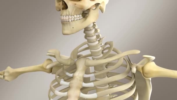 Anatomía Masculina Humana Sistema Esquelético Masculino Cerca — Vídeo de stock