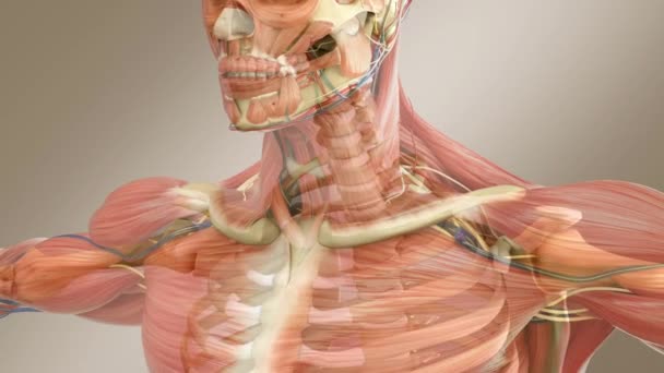 Anatomia Masculina Humana Esqueleto Masculino Com Metade Sistema Muscular Transparente — Vídeo de Stock