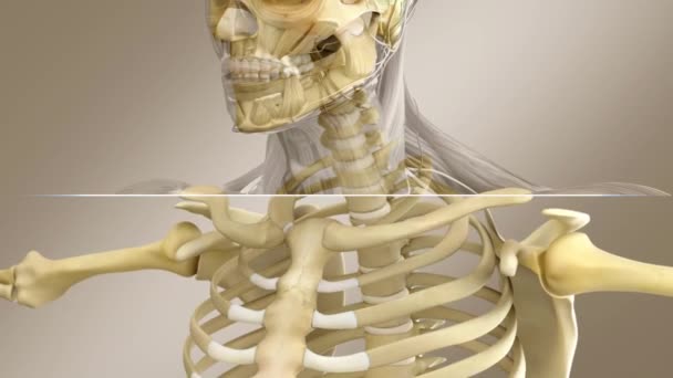 Anatomía Masculina Humana Esqueleto Masculino Con Sistema Muscular Estilo Rayos — Vídeo de stock