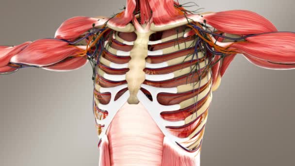 Menselijke Mannelijke Anatomie Ademhalingssysteem Met Botten Spieren — Stockvideo