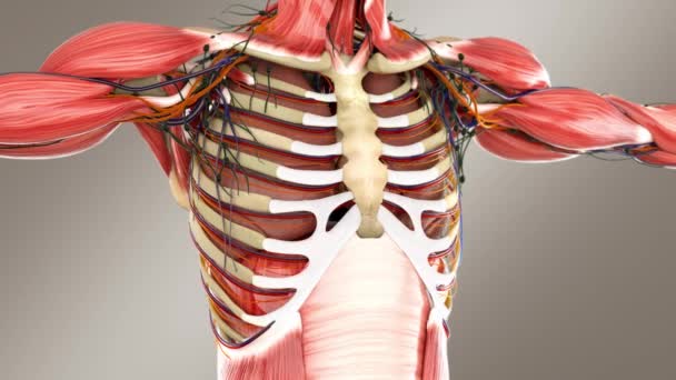 Anatomia Maschile Umana Sistema Respiratorio Con Ossa Arterie Vene Dissolvenza — Video Stock