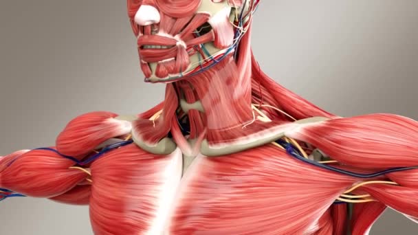 Anatomía Masculina Humana Esqueleto Masculino Con Sistema Muscular Cerca — Vídeo de stock