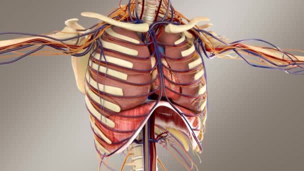 Ludzka Męska Anatomia Układ Oddechowy Kośćmi Tętnicami Żyłami — Wideo stockowe