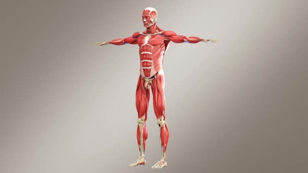 Ludzka Męska Anatomia Szkielet Systemem Mięśniowym — Wideo stockowe