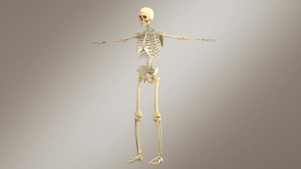 Ludzka Anatomia Męska Szkielet Nerwami Żyłami Tętnicami Układem Mięśniowym Zanika — Wideo stockowe
