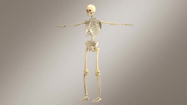 Menschliche Anatomie Skelett Mit Nerven Venen Und Arterien — Stockvideo