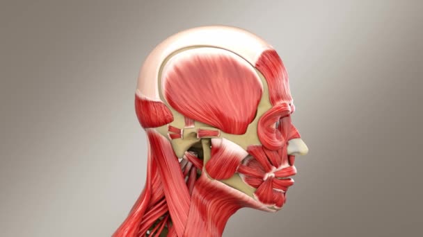 Cráneo Humano Cabeza Masculina Con Músculos Cráneo Rodajas Que Muestra — Vídeo de stock