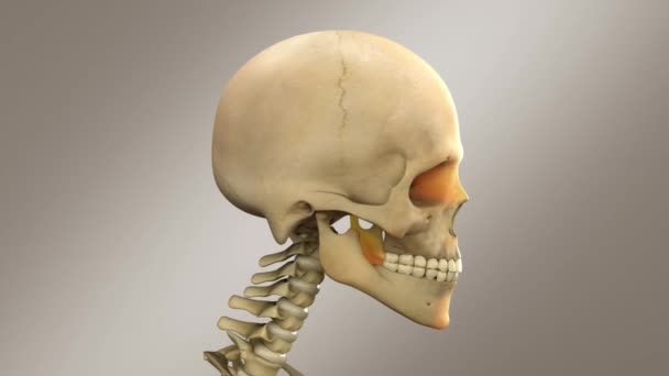 Crânio Humano Cabeça Masculina Com Nervos Veias Sistema Linfático — Vídeo de Stock