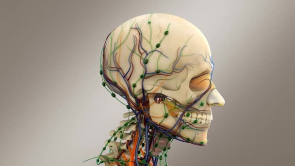 Crâne Humain Tête Masculine Avec Nerfs Veines Système Lymphatique — Video