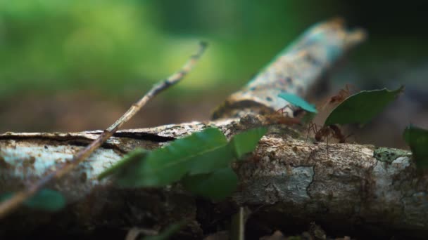 Blattschneider Ameisen Nahaufnahme Costa Rica — Stockvideo