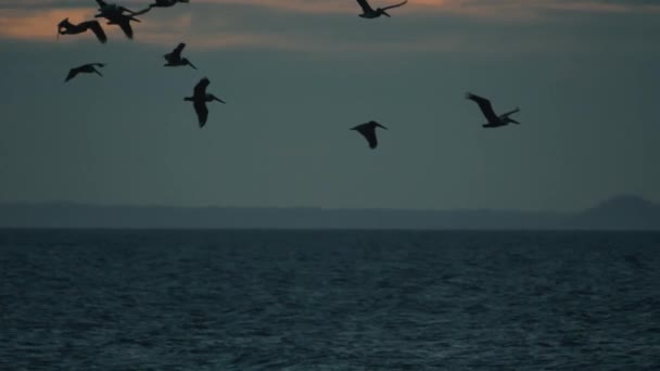 Pelicanos Castanhos Acima Oceano Pôr Sol Costa Rica — Vídeo de Stock
