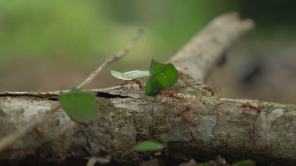 Formigas Cortadoras Folhas Close Costa Rica — Vídeo de Stock