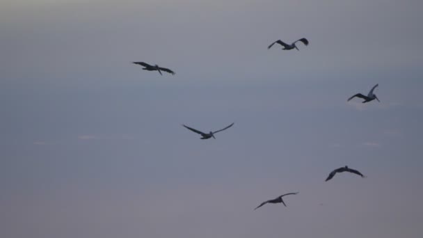 Pelicanos Castanhos Acima Oceano Pôr Sol Costa Rica — Vídeo de Stock