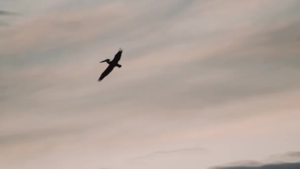 Brown Pelicans Atas Lautan Saat Matahari Terbenam Kosta Rika — Stok Video