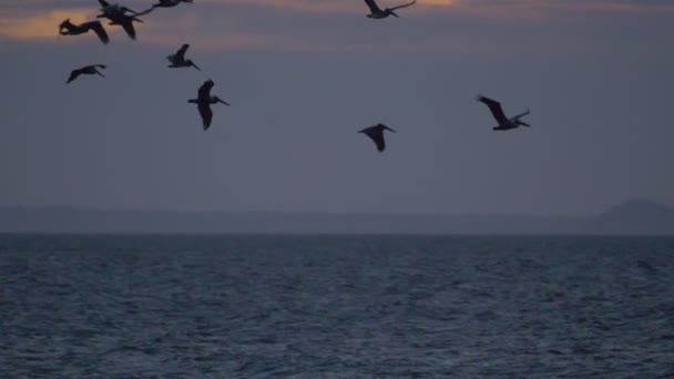 Pelícanos Marrones Sobre Océano Atardecer Costa Rica — Vídeo de stock