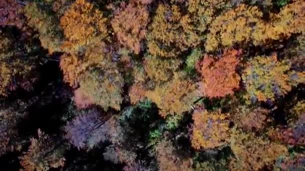 Повітряні Красиві Осінні Кольори Велебіті Хорватія — стокове відео