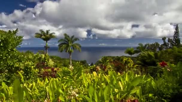 Garten Von Eden Timelapse Maui Hawaii Usa — Stockvideo