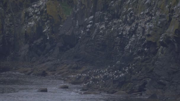 Flock Seagulls Carrick Rede Rope Bridge Viewpoint Northern Ireland — Stock Video