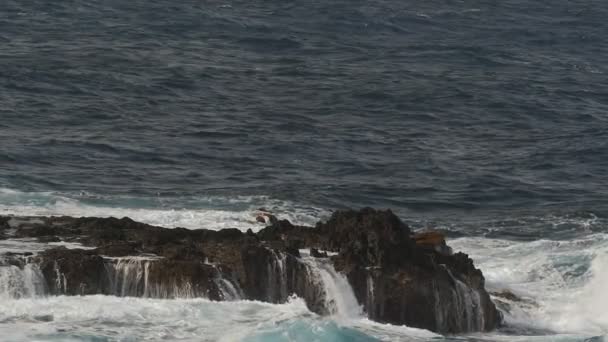 Beautiful View Sea Waves Breaking Rocky Cliffs Slow Motion — стокове відео