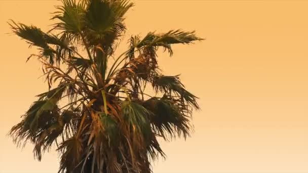 Silhouette Der Palme Auf Dem Hintergrund Des Sonnenuntergangs — Stockvideo