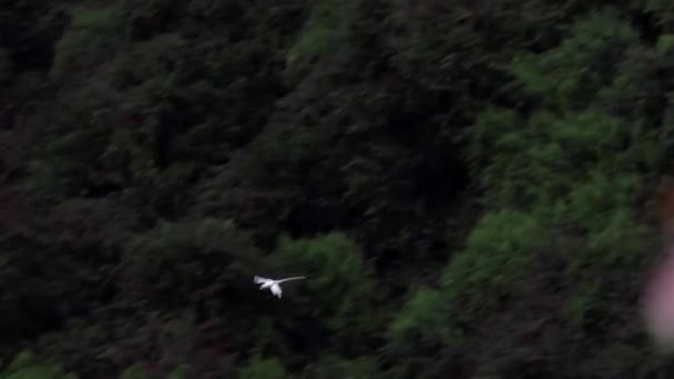 在黑水河峡谷国家公园 毛里求斯的粉红色皮金 — 图库视频影像