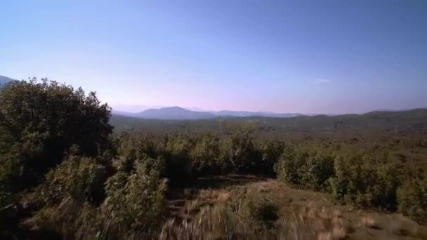 나무와 몬테네그로 안정화 곧바로 카메라 자료에 — 비디오