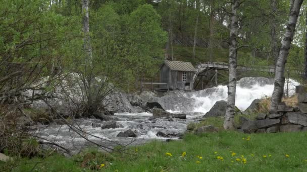 Río Bosque Noruega — Vídeos de Stock