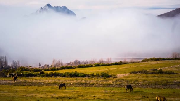 Ogromna Mgła Gruntowa Konie Pierwszym Planie Hiszpania — Wideo stockowe