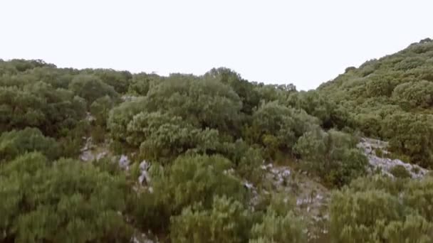 Luchtfoto Vlucht Bomen Bossen Heuvels Andalusië Spanje — Stockvideo