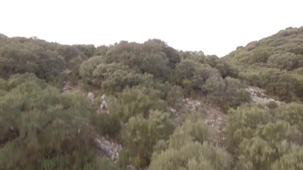 Aerial Flight Trees Forests Hills Andalusia Spain — Stock Video