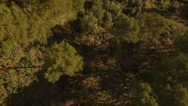 Aerial Footage Forest Monte Malaga — Wideo stockowe