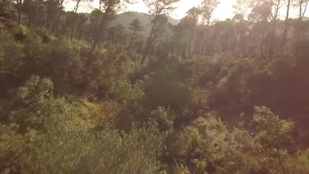 Aerial Footage Forest Monte Malaga — Stockvideo