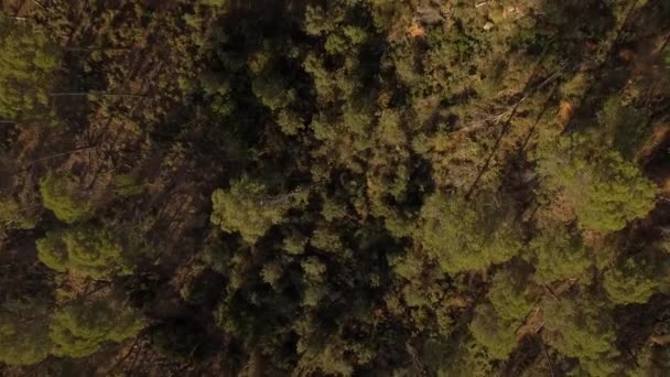 Aerial Footage Forest Monte Malaga — стоковое видео